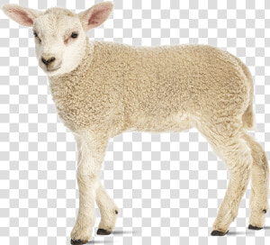 Oregon Sheep Commission   Sheep  HD Png Download