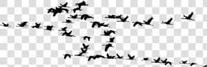 Birds Migration  HD Png Download