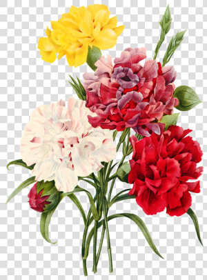 Imagens Png Flores   Carnation Flower Illustration  Transparent Png