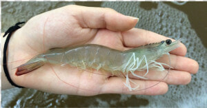 Shrimp White Spot Syndrome  HD Png Download