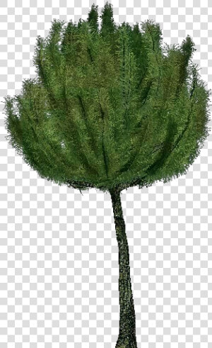 3d Trees   Mountain Pine   Acca Software   Pond Pine  HD Png Download