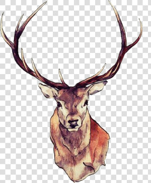 Watercolor Deer Antlers Png   Stag Drawing Head  Transparent Png