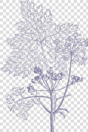 Illustrations Png Hd   Flower Illustration Vector Png  Transparent Png
