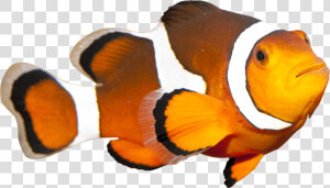 Coral Reef Fish   Png Download   Coral Reef Fish Png  Transparent Png