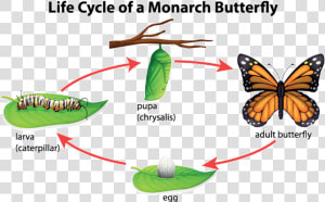 Step By Step Life Cycle Of A Butterfly  HD Png Download
