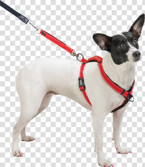 Dog Breed Toy Fox Terrier Miniature Fox Terrier Dog   Sporn Ultimate Control Harness  HD Png Download