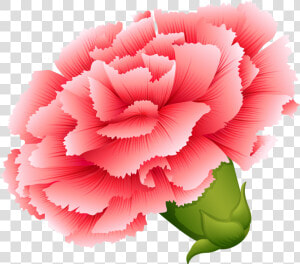Vector Transparent Download Carnation Vector   Drawing Of Different Types Of Flowers  HD Png Download
