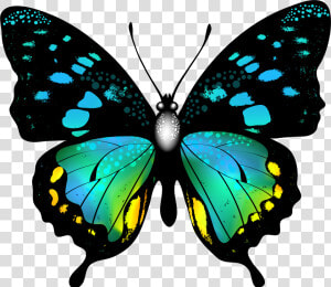 Blue Colorful Butterfly Png   Colorful Butterfly Clipart  Transparent Png