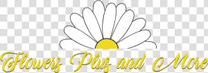 Flowers Plus  amp  More Llc   Chamomile  HD Png Download
