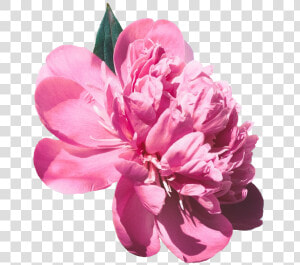  png transparent   गुड मॉर्निंग इमेज  Png Download