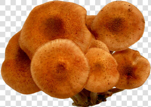 Mushrooms Png Image  Transparent Png