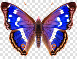Purple Emperor Butterfly  HD Png Download