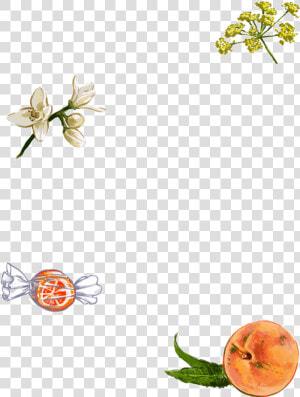 Img Gallina De Piel   Honeysuckle  HD Png Download