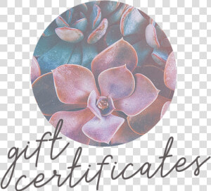 Holistica Gift Certificates Thumb   Echeveria  HD Png Download