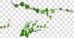 Branch Leaf Tree   Realistic Green Leaves Png  Transparent Png