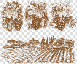 Wine Common Grape Vine   Drawings Of Grape Vines  HD Png Download