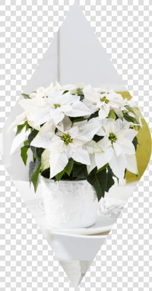 Poinsettia  HD Png Download