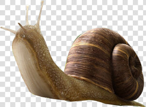 Snail Insect Orthogastropoda   Snail Png  Transparent Png