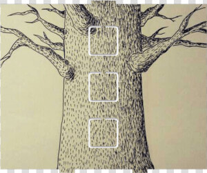 Adansonia  HD Png Download