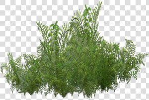 Fern Zt2  HD Png Download