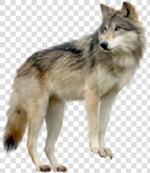 Coyote Clipart Wold   Wolf Png  Transparent Png