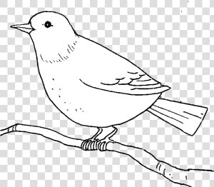 Bird Outline Of Birds Clipart Abeoncliparts Cliparts   Illustration  HD Png Download