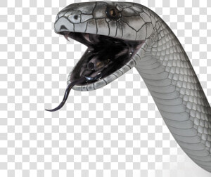 Black Mamba Snake Png High quality Image   Black Mamba Snake Png  Transparent Png