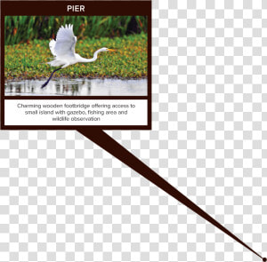 White Egret  HD Png Download