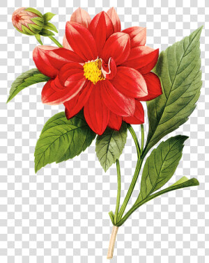 Transparent Flores Vintage Png   Vintage Dahlia Print  Png Download