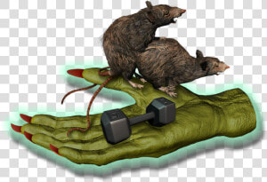 Big Fitness Goblin Rats   Punxsutawney Phil  HD Png Download