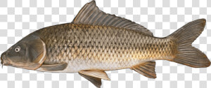 Fish Rui  HD Png Download