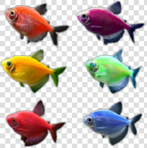 Glo Fish Clip Art   Glofish Tetra Png  Transparent Png