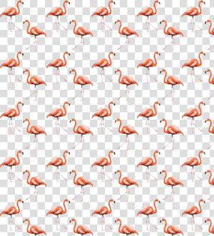  flamingo  cool  summer  background  pattern  freetoedit   Greater Flamingo  HD Png Download