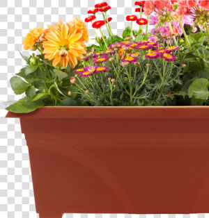 Pots Of Plants Png   Png Download   Flower Pots Images Png  Transparent Png