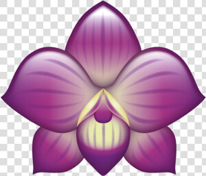 Cattleya  HD Png Download