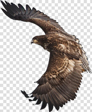 Eagle Soaring Image Png  Transparent Png
