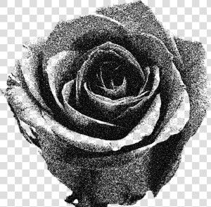 Transparent Black And White Rose Png   Downloading Image Of Red Rose  Png Download