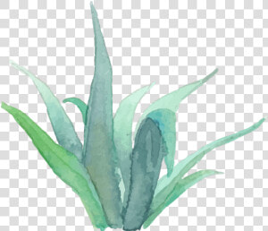 Real Succulent Estate Photographer Photography Agent   Watercolor Plant Png Succulent  Transparent Png