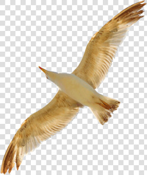 Seagull Png By Evelivesey   Portable Network Graphics  Transparent Png