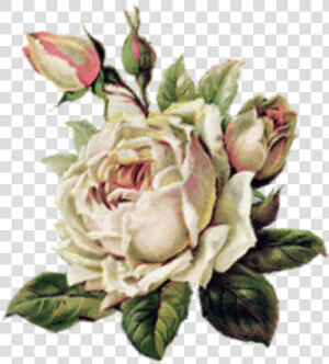  rose  pink  sad  sadgirl  tumblr  aesthetic  art  artclass   Music  HD Png Download