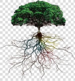  ftestickers  tree roots  freetoedit   Tree With Roots Png  Transparent Png