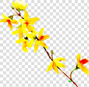 Forsythia  HD Png Download