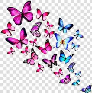  colourful Butterfly   Butterflies Images With White Background  HD Png Download