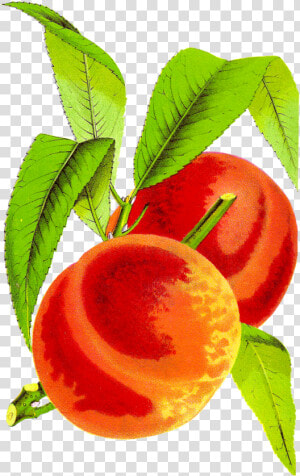 Peach Cobbler Kid Free Download Png Clipart   Vintage Peach Clip Art  Transparent Png