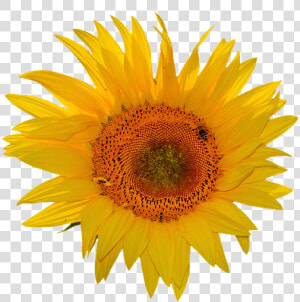 Sunflower Stickers Messages Sticker 5   Transparent Background Sunflower Clipart  HD Png Download