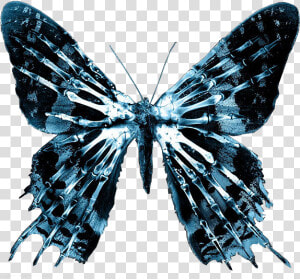 Fringe Png  Transparent Png