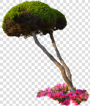 Flowers Plants Png   Garden Plants With Transparent Background  Png Download