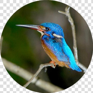 Coraciiformes  HD Png Download