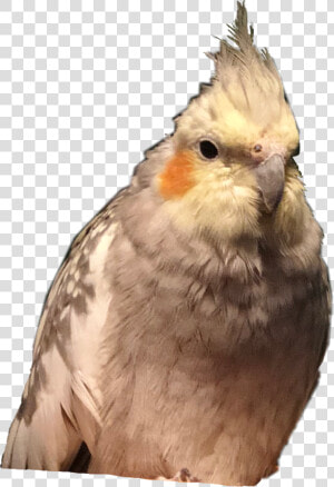  cockatiel  cockatiels  bird  pet  bird  birds  freetoedit   Cockatiel  HD Png Download
