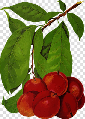Plums   Fruit Tree  HD Png Download